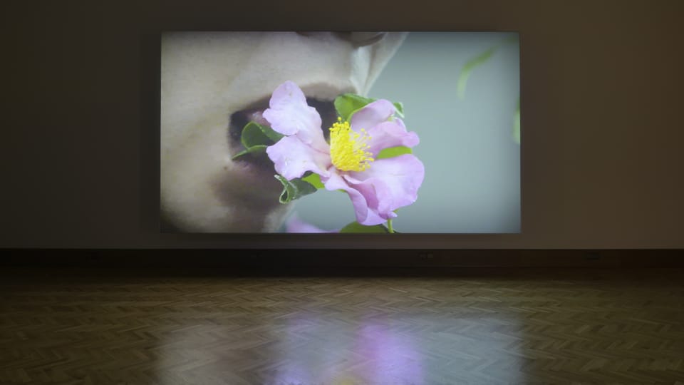Iván Argote - Radical Tenderness | Foto: Ondřej Polák, Galerie Rudolfinum Iván Argote - Radical Tenderness | Foto: Ondřej Polák, Galerie Rudolfinum