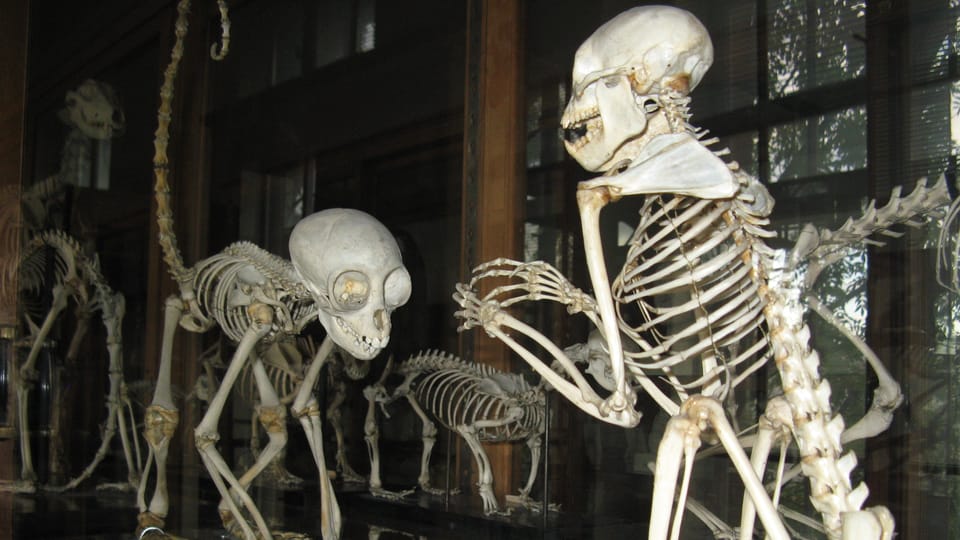 Colección zoológica | Foto: Hrdličkovo muzeum člověka Colección zoológica | Foto: Hrdličkovo muzeum člověka