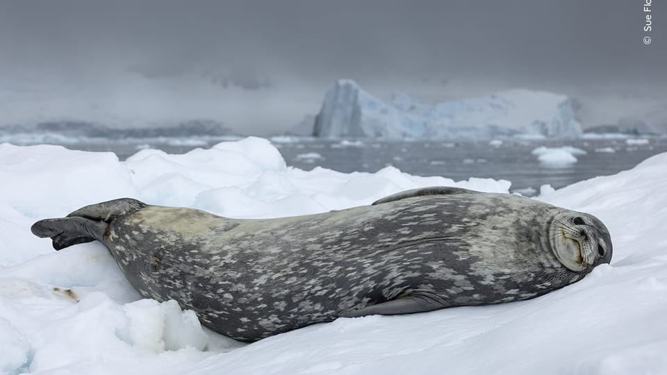 Foto: Sue Flood,  Wildlife Photographer of the Year/ National History Museum London