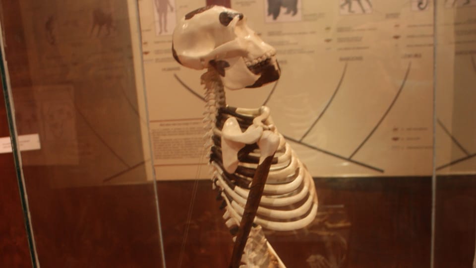 Exposición de Lucy en el Museo Nacional de Addis Abeba | Foto: Štěpánka Budková, Radio Prague International Exposición de Lucy en el Museo Nacional de Addis Abeba | Foto: Štěpánka Budková, Radio Prague International