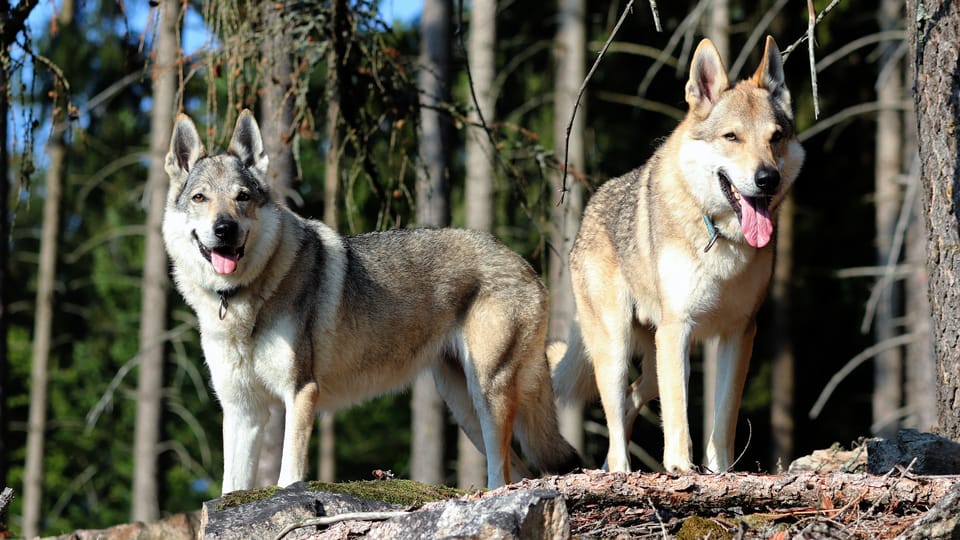 El perro lobo checoslovaco | Foto: Michaela van Erne, Chovatelská stanice československých vlčáků El perro lobo checoslovaco | Foto: Michaela van Erne, Chovatelská stanice československých vlčáků
