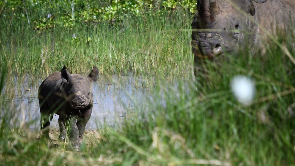El primer cachorro de Jasiri hembra, nacido en libertad | Foto: Drew Bantlin, Safari Park Dvůr Králové / Nosorožci do Rwandy El primer cachorro de Jasiri hembra, nacido en libertad | Foto: Drew Bantlin, Safari Park Dvůr Králové / Nosorožci do Rwandy