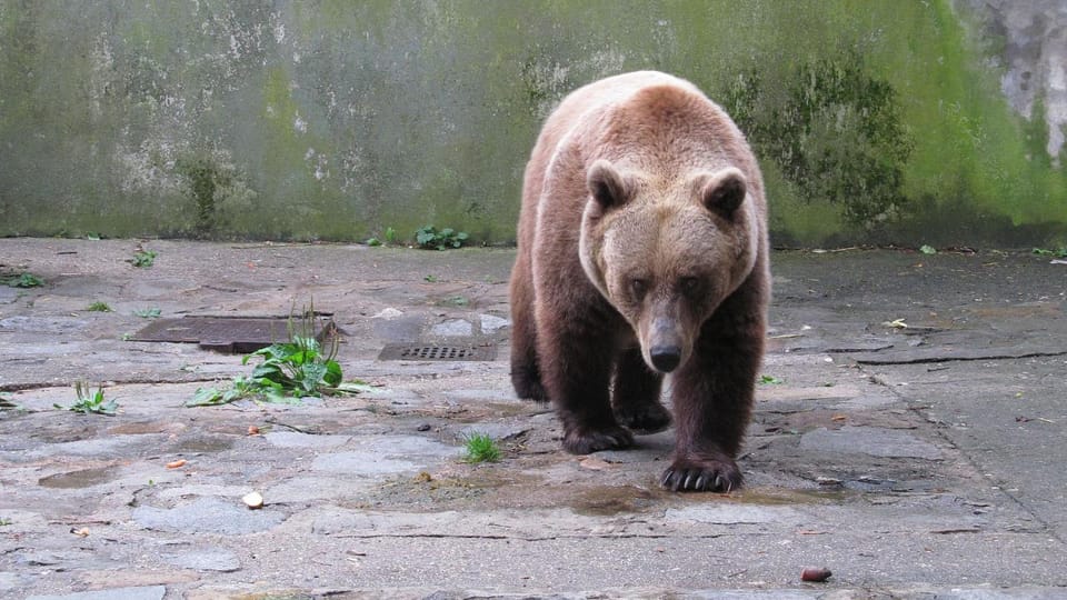 Osos en el castillo de Český Krumlov | Foto: Zdeněk Zajíček, Český rozhlas Osos en el castillo de Český Krumlov | Foto: Zdeněk Zajíček, Český rozhlas