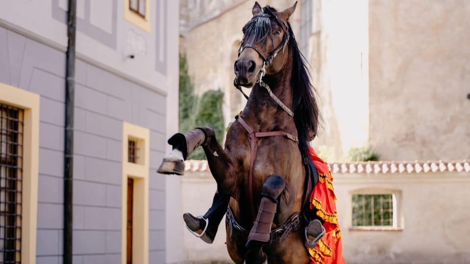 Un caballo lusitano | Foto: Palác ilustrace Un caballo lusitano | Foto: Palác ilustrace