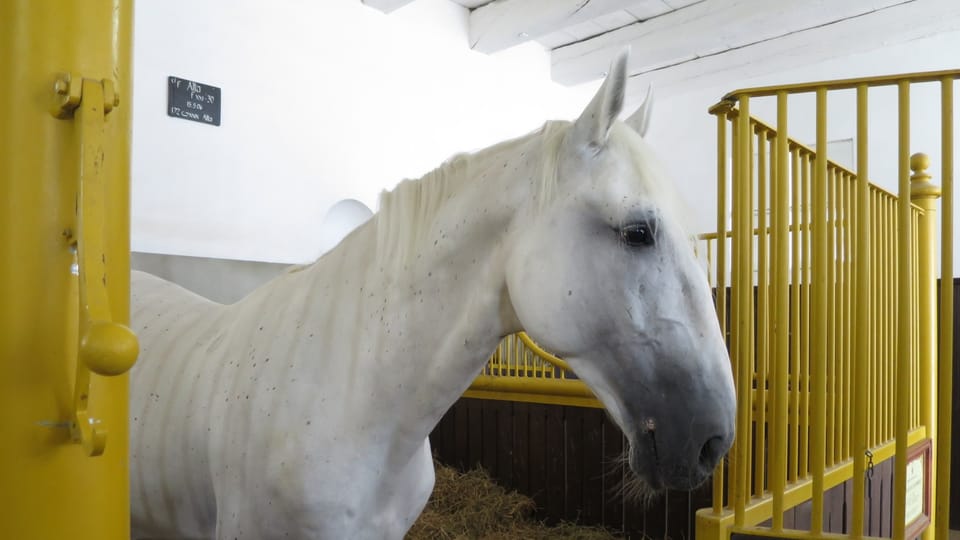 Favory Alta XXI-30 | Foto: Tereza Brázdová, Český rozhlas Favory Alta XXI-30 | Foto: Tereza Brázdová, Český rozhlas