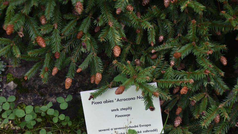 La mayoría de las plantas del jardín alpino provienen de Europa | Foto: Juan Pablo Bertazza, Radio Prague International La mayoría de las plantas del jardín alpino provienen de Europa | Foto: Juan Pablo Bertazza, Radio Prague International