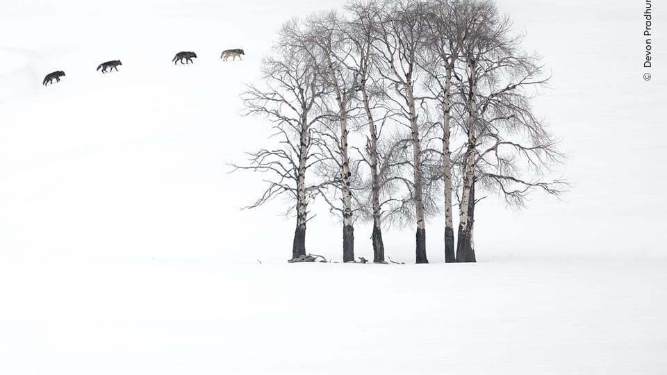 Foto: Devon Pradhuman,  Wildlife Photographer of the Year/ National History Museum London