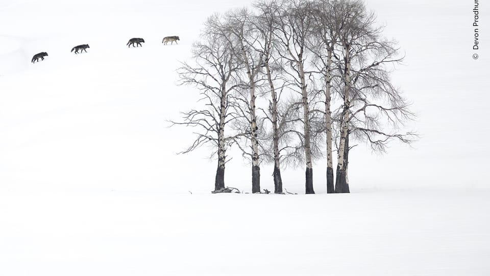 Foto: Devon Pradhuman, Wildlife Photographer of the Year/ National History Museum London Foto: Devon Pradhuman, Wildlife Photographer of the Year/ National History Museum London