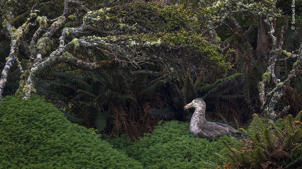 Foto: Samuel Bloch,  Wildlife Photographer of the Year/ National History Museum London