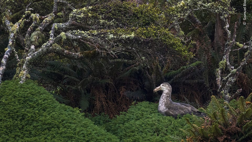 Foto: Samuel Bloch, Wildlife Photographer of the Year/ National History Museum London Foto: Samuel Bloch, Wildlife Photographer of the Year/ National History Museum London