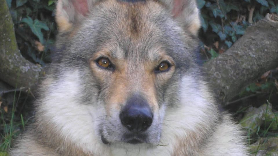 El perro lobo checoslovaco | Foto: Michaela van Erne, Chovatelská stanice československých vlčáků El perro lobo checoslovaco | Foto: Michaela van Erne, Chovatelská stanice československých vlčáků