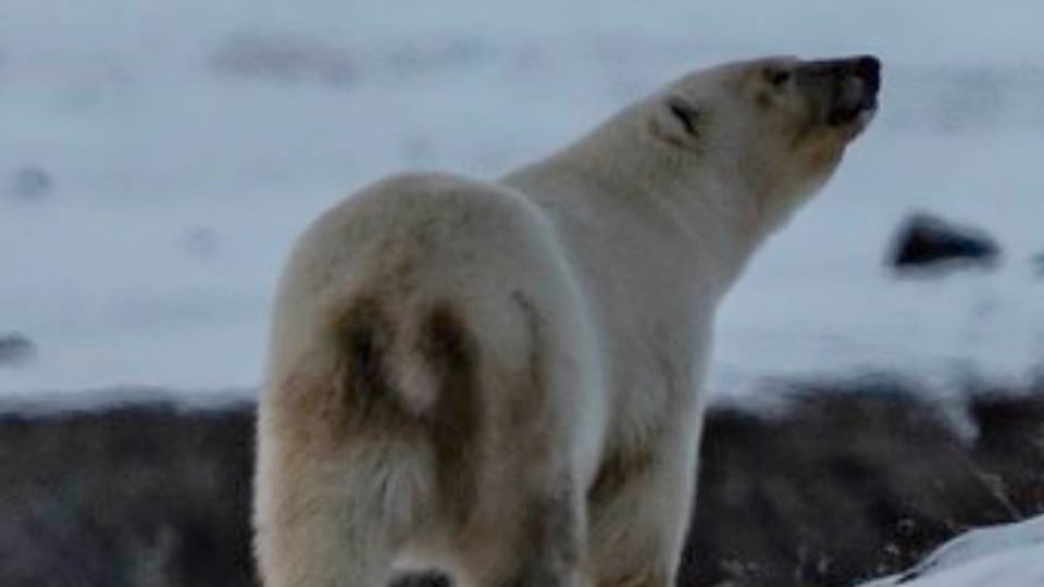 Encuentro cercano con un oso polar | Foto: archivo personal de Jiří Zmeškal Encuentro cercano con un oso polar | Foto: archivo personal de Jiří Zmeškal