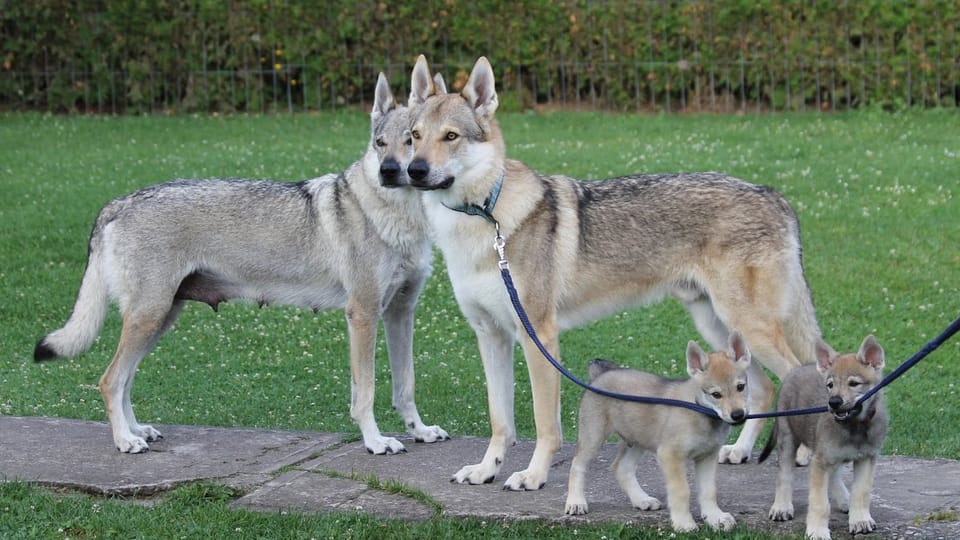 El perro lobo checoslovaco | Foto: Michaela van Erne, Chovatelská stanice československých vlčáků El perro lobo checoslovaco | Foto: Michaela van Erne, Chovatelská stanice československých vlčáků