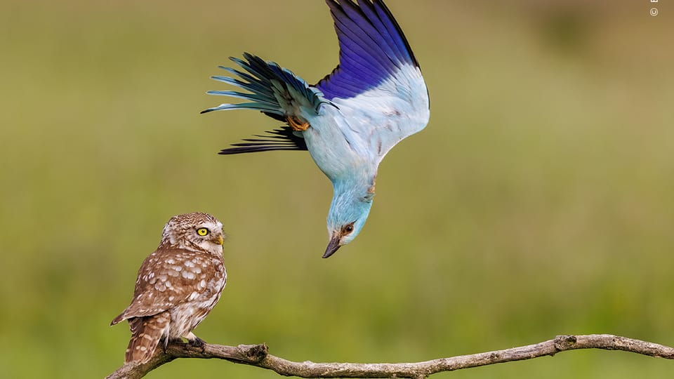 Foto: Mate Bence,  Wildlife Photographer of the Year/ National History Museum London