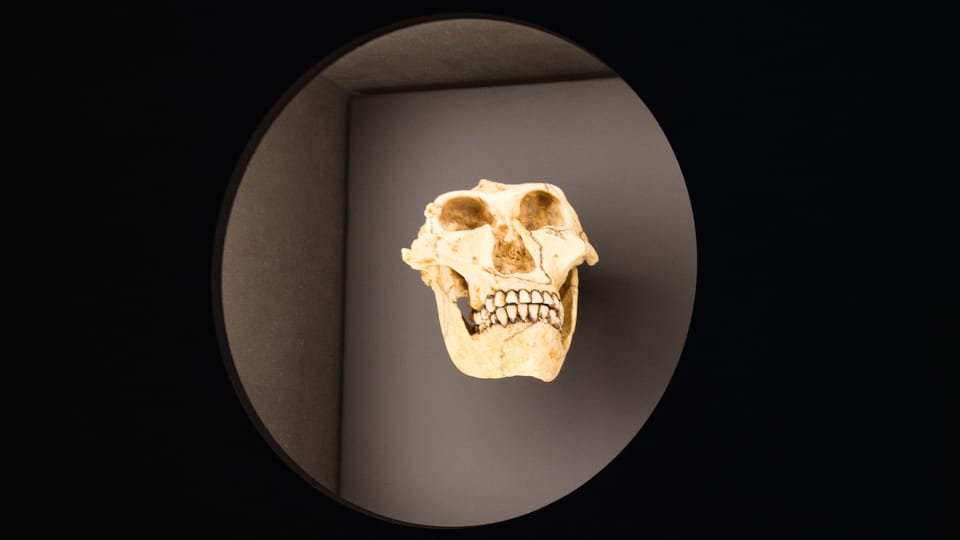 Australopithecus robustus | Foto: Barbora Navrátilová, Radio Prague International Australopithecus robustus | Foto: Barbora Navrátilová, Radio Prague International