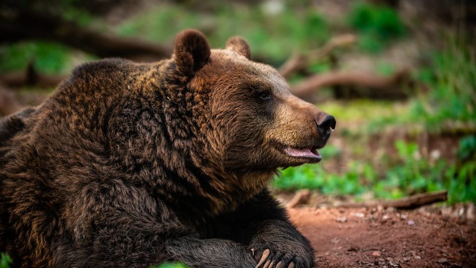 Foto: Zoopark Chomutov