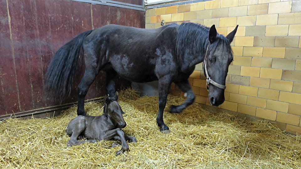La caballeriza nacional de Kladruby nad Labem | Foto: Tereza Brázdová, Český rozhlas La caballeriza nacional de Kladruby nad Labem | Foto: Tereza Brázdová, Český rozhlas