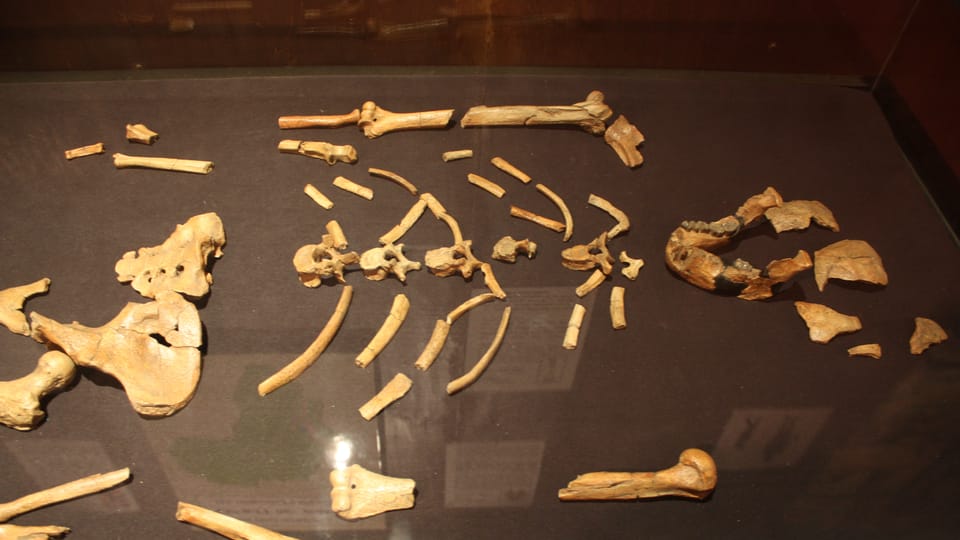 Exposición de Lucy en el Museo Nacional de Addis Abeba | Foto: Štěpánka Budková, Radio Prague International Exposición de Lucy en el Museo Nacional de Addis Abeba | Foto: Štěpánka Budková, Radio Prague International