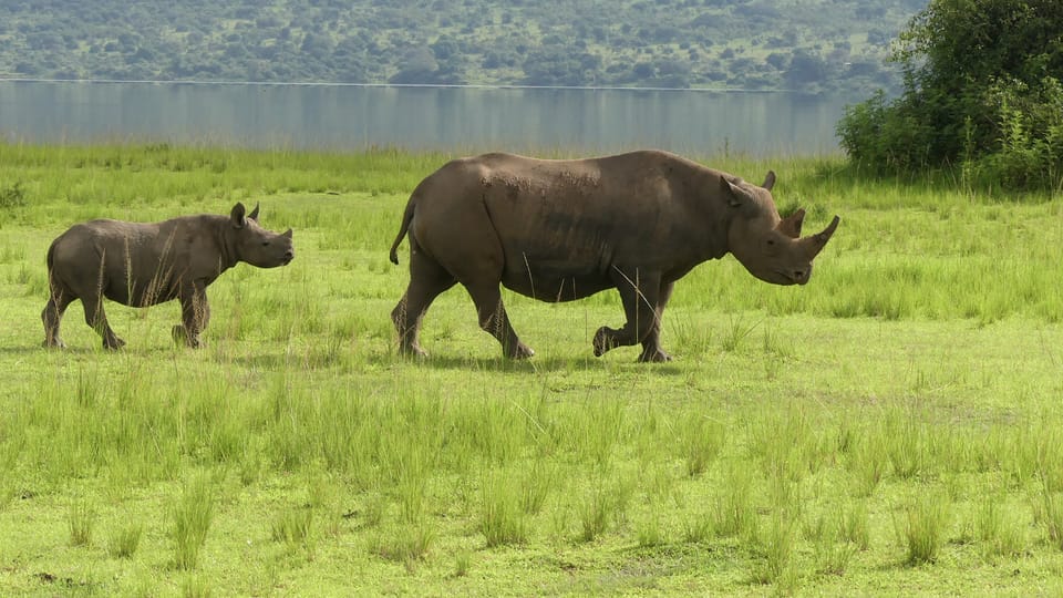 Una hembra Jasiri con su cachorro en el Parque Nacional de Akagera en Ruanda, África | Foto: Jan Žďárek, Monika Darvašová, Safari Parku Dvůr Králové Una hembra Jasiri con su cachorro en el Parque Nacional de Akagera en Ruanda, África | Foto: Jan Žďárek, Monika Darvašová, Safari Parku Dvůr Králové