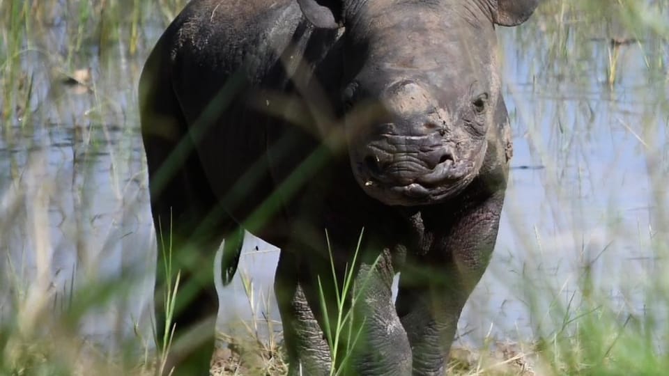 El primer cachorro de Jasiri hembra,  nacido en libertad | Foto: Drew Bantlin,  Safari Park Dvůr Králové / Nosorožci do Rwandy