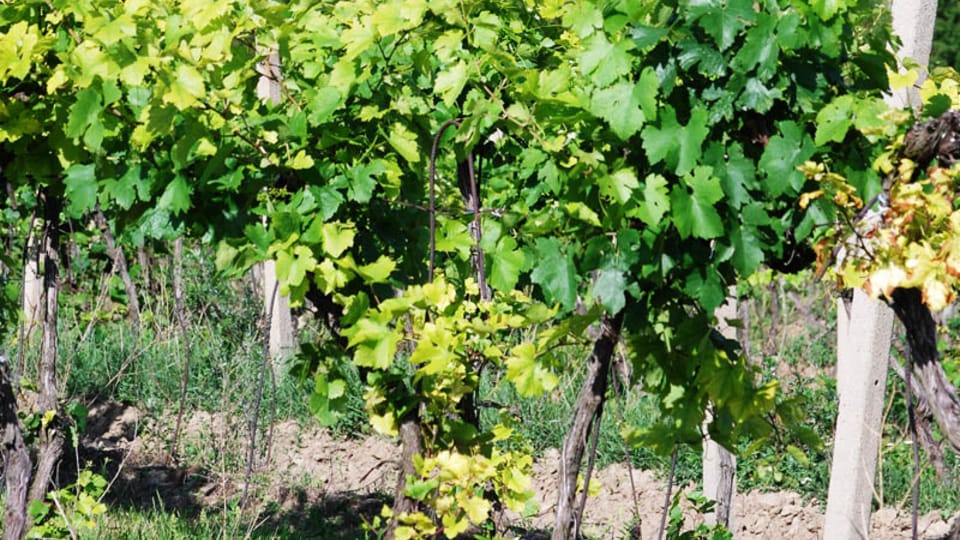 Vista del viñedo cerca de Valtice | Foto: Jaroslav Skalický,  Český rozhlas