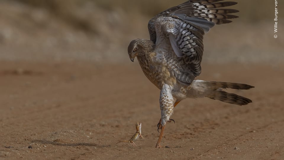 Foto: Willie Burger van Schalkwyk, Wildlife Photographer of the Year/ National History Museum London Foto: Willie Burger van Schalkwyk, Wildlife Photographer of the Year/ National History Museum London