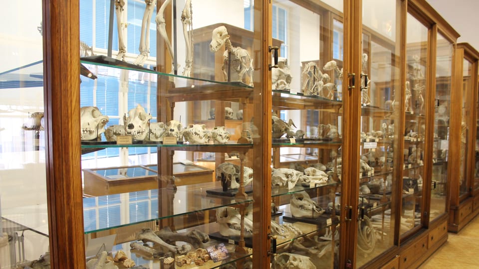 Un misterioso museo | Foto: Hrdličkovo muzeum člověka