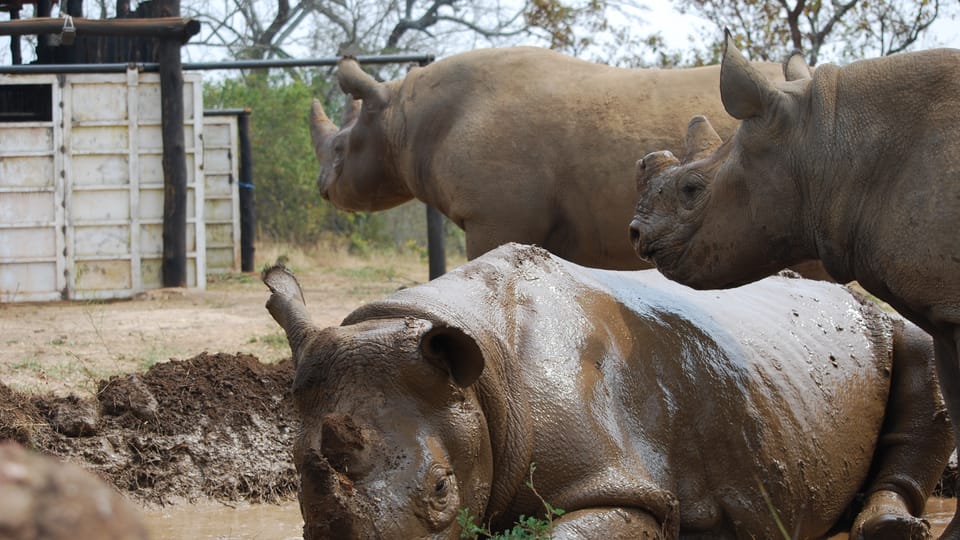 En 2019, un grupo de rinocerontes negros fue transportado con éxito desde el Safari Park de Dvůr Králové al Parque Nacional de Akagera, en Ruanda | Foto: Safari Park Dvůr Králové En 2019, un grupo de rinocerontes negros fue transportado con éxito desde el Safari Park de Dvůr Králové al Parque Nacional de Akagera, en Ruanda | Foto: Safari Park Dvůr Králové