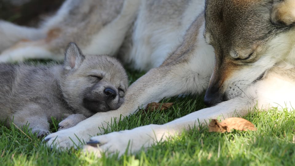 El perro lobo checoslovaco | Foto: Michaela van Erne, Chovatelská stanice československých vlčáků El perro lobo checoslovaco | Foto: Michaela van Erne, Chovatelská stanice československých vlčáků