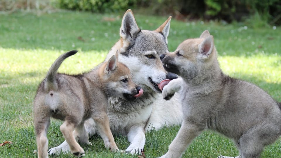 El perro lobo checoslovaco | Foto: Michaela van Erne, Chovatelská stanice československých vlčáků El perro lobo checoslovaco | Foto: Michaela van Erne, Chovatelská stanice československých vlčáků