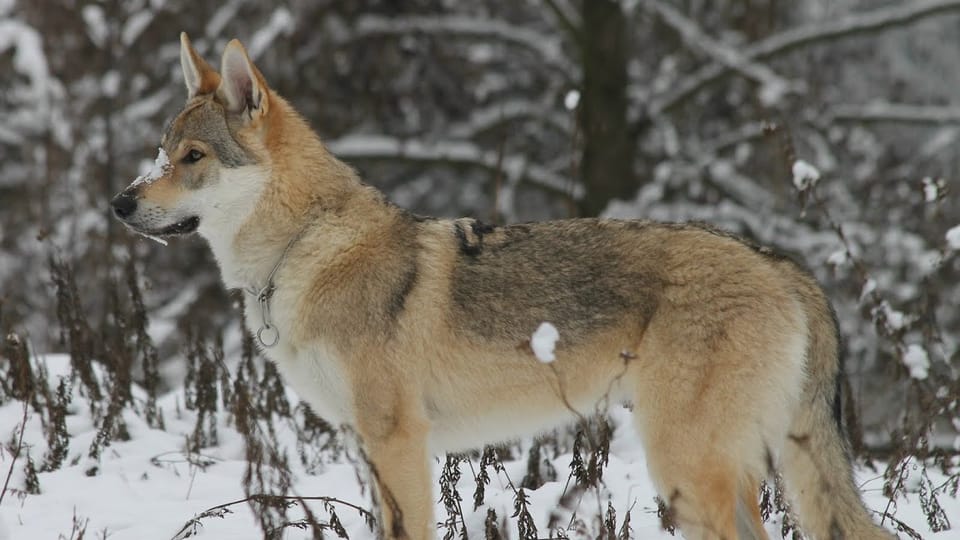 El perro lobo checoslovaco | Foto: Michaela van Erne, Chovatelská stanice československých vlčáků El perro lobo checoslovaco | Foto: Michaela van Erne, Chovatelská stanice československých vlčáků