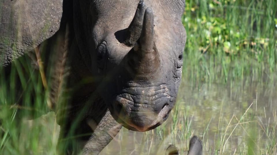 Una hembra Jasiri con su cachorro en el Parque Nacional de Akagera en Ruanda, África | Foto: Drew Bantlin, Safari Park Dvůr Králové / Nosorožci do Rwandy Una hembra Jasiri con su cachorro en el Parque Nacional de Akagera en Ruanda, África | Foto: Drew Bantlin, Safari Park Dvůr Králové / Nosorožci do Rwandy