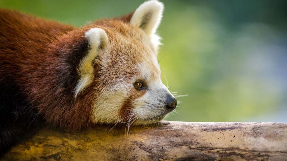 Foto: Zoo Liberec