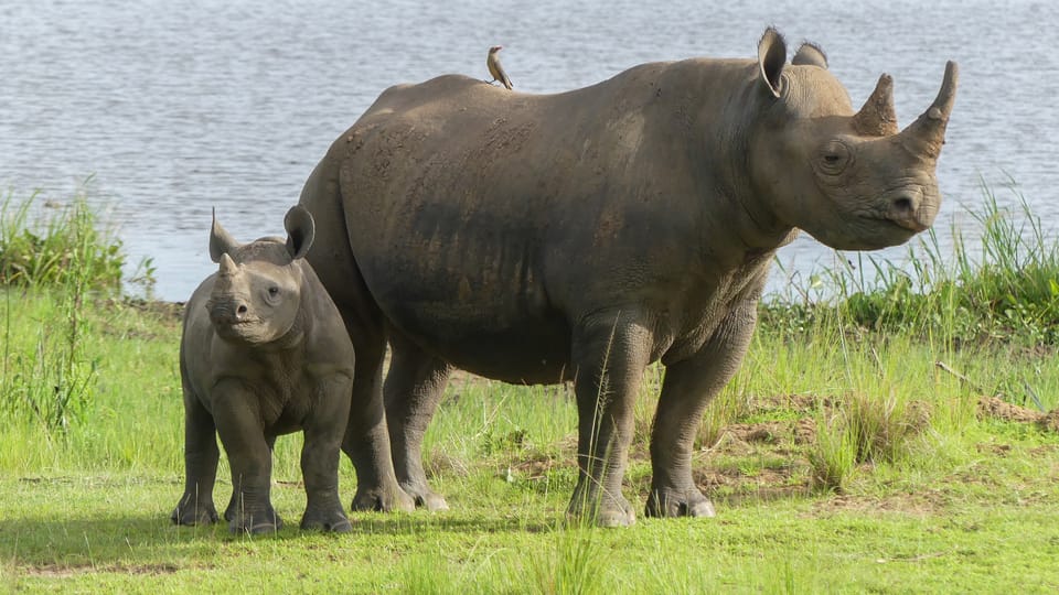 Una hembra Jasiri con su cachorro en el Parque Nacional de Akagera en Ruanda,  África | Foto:  Jan Žďárek,  Monika Darvašová,  Safari Parku Dvůr Králové