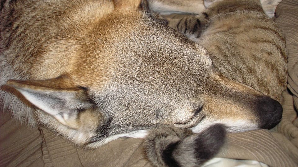 El perro lobo checoslovaco | Foto: Michaela van Erne, Chovatelská stanice československých vlčáků El perro lobo checoslovaco | Foto: Michaela van Erne, Chovatelská stanice československých vlčáků