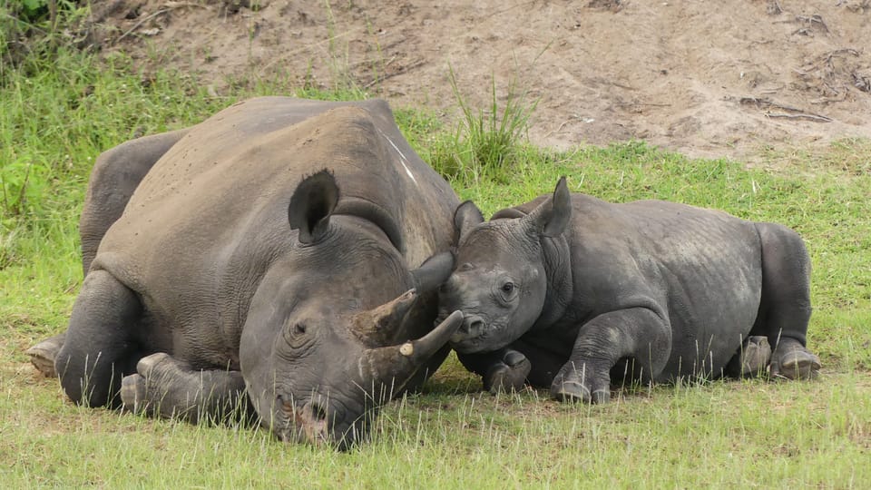 Una hembra Jasiri con su cachorro en el Parque Nacional de Akagera en Ruanda, África | Foto: Jan Žďárek, Monika Darvašová, Safari Parku Dvůr Králové Una hembra Jasiri con su cachorro en el Parque Nacional de Akagera en Ruanda, África | Foto: Jan Žďárek, Monika Darvašová, Safari Parku Dvůr Králové