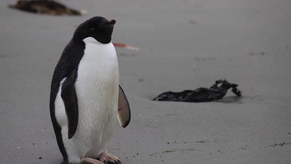 Foto: Czech National Antarctic Programme