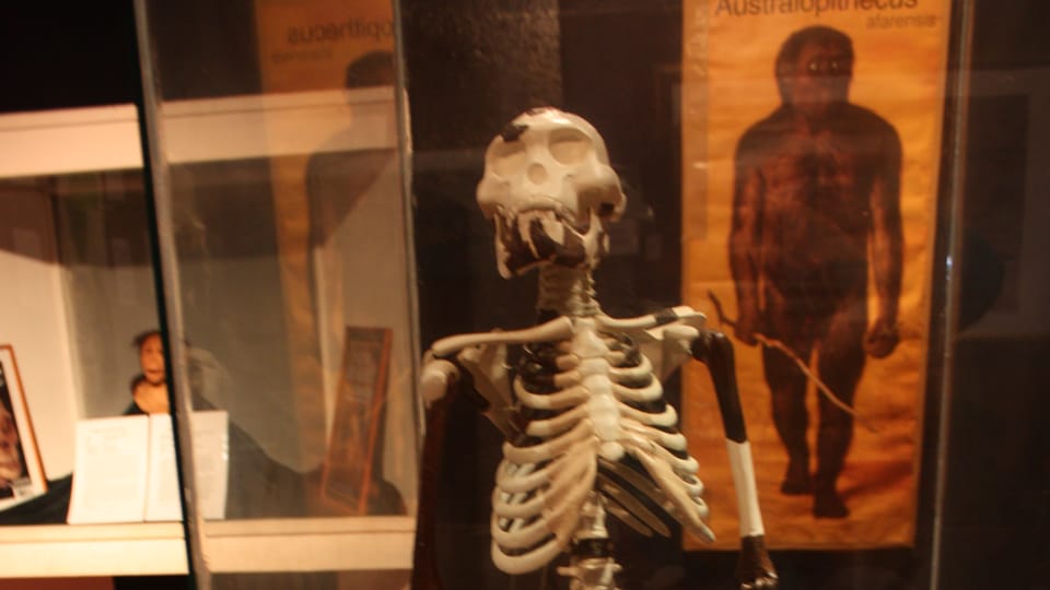 Exposición de Lucy en el Museo Nacional de Addis Abeba | Foto: Štěpánka Budková, Radio Prague International Exposición de Lucy en el Museo Nacional de Addis Abeba | Foto: Štěpánka Budková, Radio Prague International
