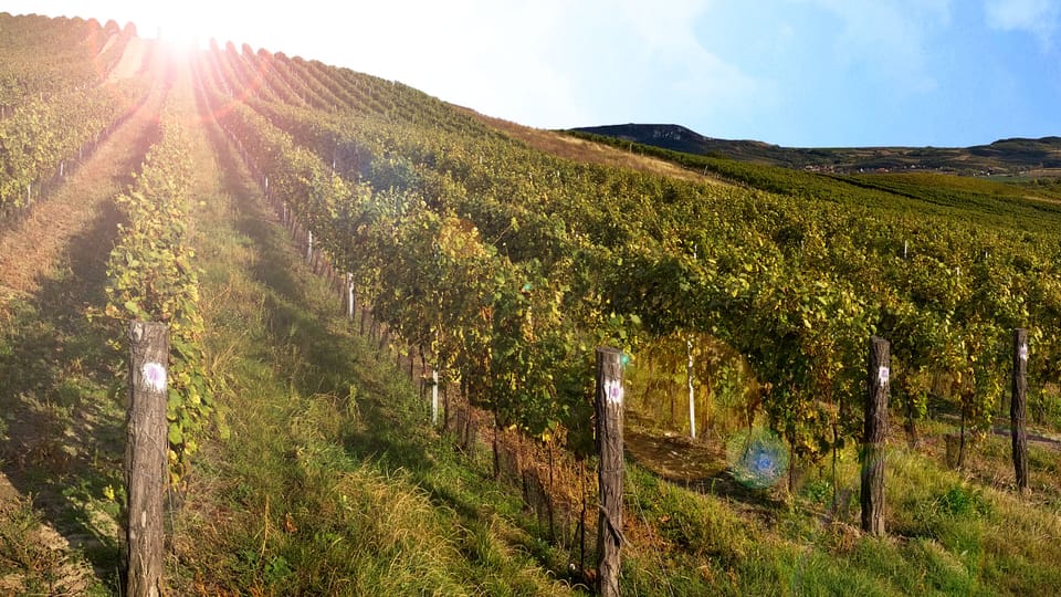 Viñedos de Pálava | Foto: CzechTourism Viñedos de Pálava | Foto: CzechTourism