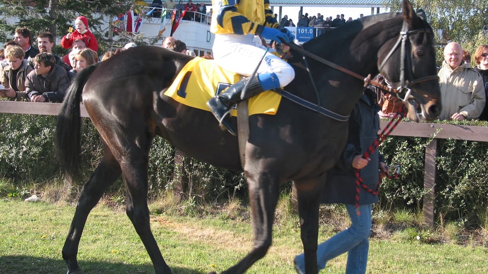 Gran Steeplechase cross-country de Pardubice,  Peter Gehm con Registana antes de la carrera,  foto: autora