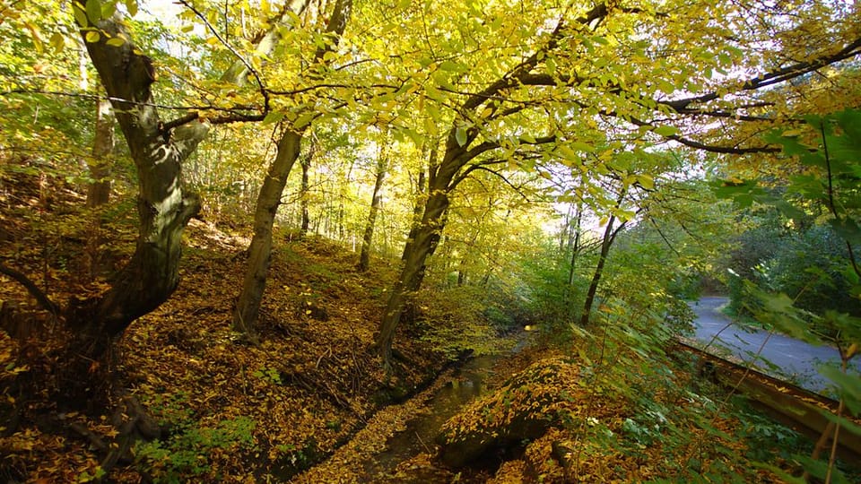 Prokopské údolí, foto: Aktron, CC BY 3.0 Prokopské údolí, foto: Aktron, CC BY 3.0