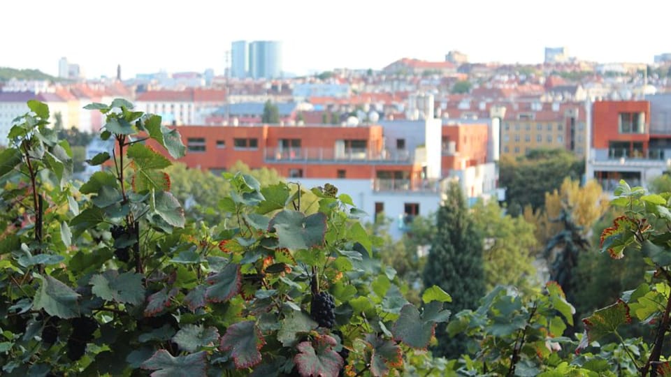 La viña de Grébovka, foto: Anna Královcová La viña de Grébovka, foto: Anna Královcová