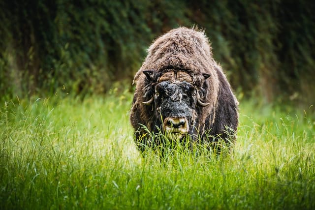 Foto: Zoopark Chomutov