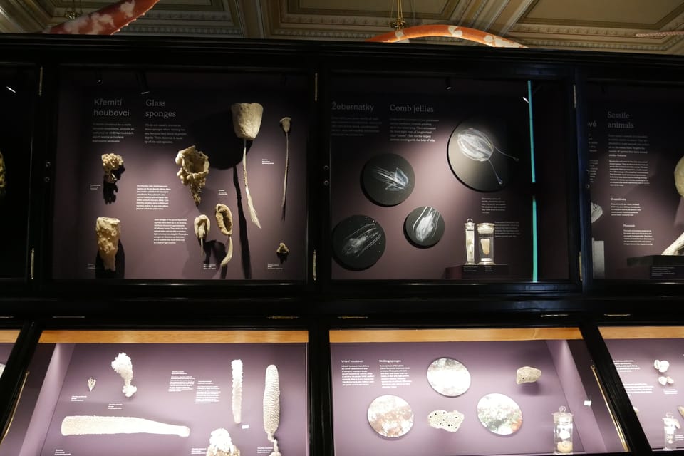 La exposición 'Milagros de la evolución' en el Museo Nacional | Foto: Zoé Samin, Radio Prague International La exposición 'Milagros de la evolución' en el Museo Nacional | Foto: Zoé Samin, Radio Prague International