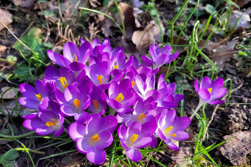 Azafrán silvestre  (Crocus) | Foto: Hana Slavická,  Radio Prague International