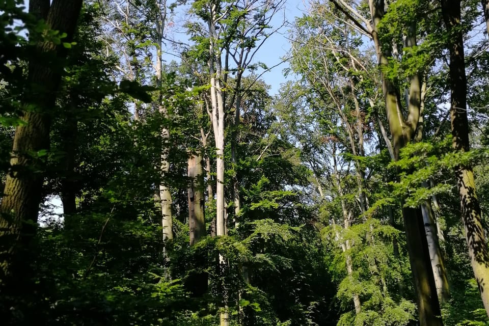 El parque Hvězda, foto: Štěpánka Budková El parque Hvězda, foto: Štěpánka Budková