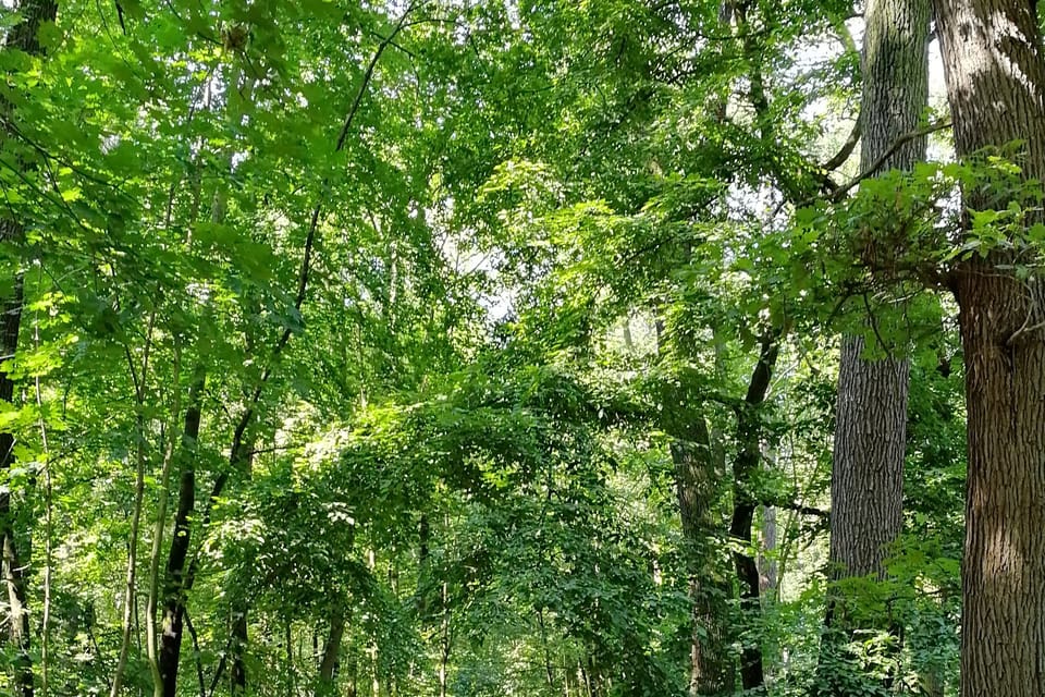 El parque Hvězda, foto: Štěpánka Budková El parque Hvězda, foto: Štěpánka Budková