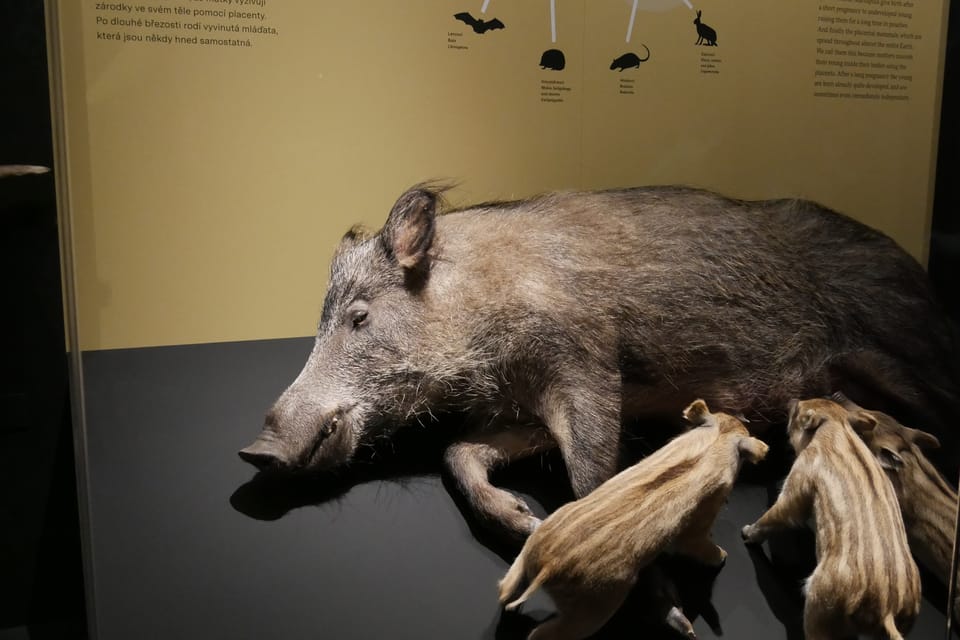 La exposición 'Milagros de la evolución' en el Museo Nacional | Foto: Zoé Samin,  Radio Prague International