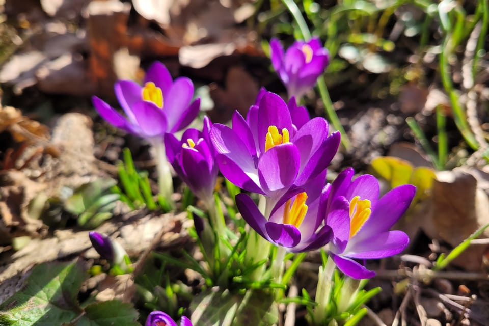 Azafrán silvestre  (Crocus) | Foto: Hana Slavická,  Radio Prague International