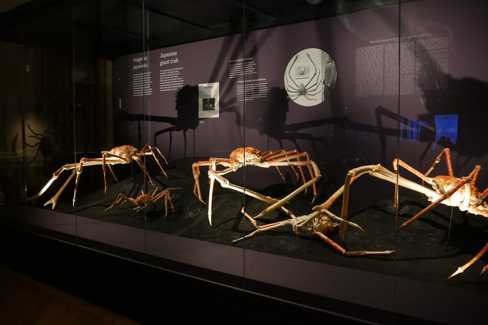 La exposición 'Milagros de la evolución' en el Museo Nacional | Foto: Zoé Samin, Radio Prague International La exposición 'Milagros de la evolución' en el Museo Nacional | Foto: Zoé Samin, Radio Prague International